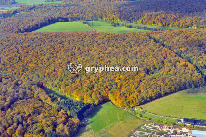 Forêt automne - Vue aérienne - gryphea.com
